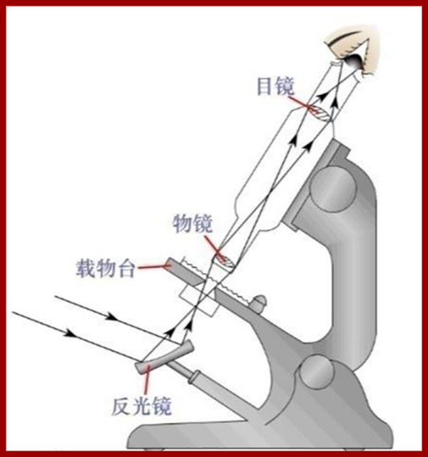 什么是顯微鏡的放大倍數(shù)